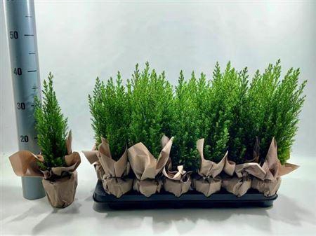 arr8 Cham L Ellwoodii