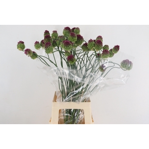 ALLIUM OV
