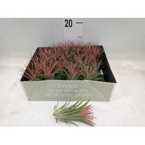 Tillandsia