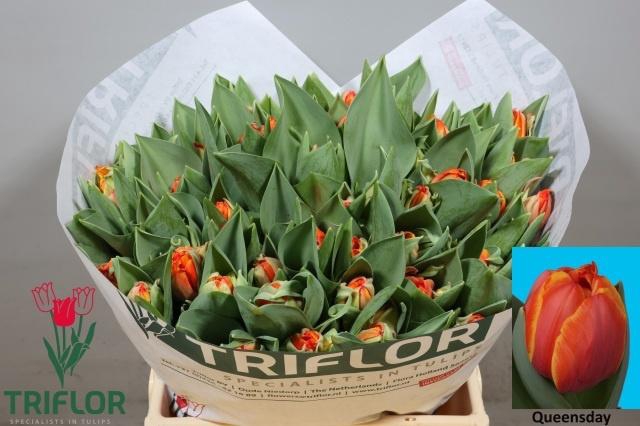 <h4>TU DU QUEENSDAY</h4>