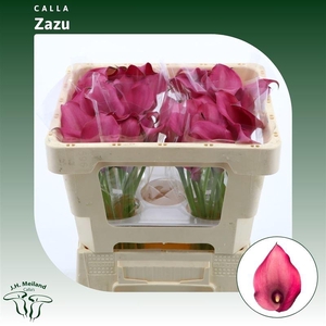Calla Zazu