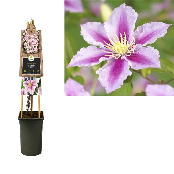 <h4>Clematis 'Piilu' 3.0 label</h4>