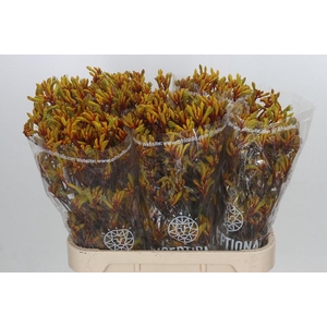 Anigozanthos Gold Fever