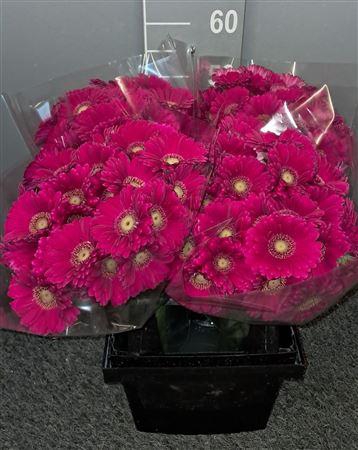 Ge Mi Vivian Rosa/viola