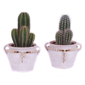 Cactus mix 17 cm in teno kruik