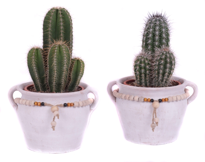 <h4>Cactus mix 17 cm in teno kruik</h4>