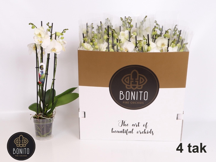 <h4>PHAL AN NOTTINGHAM</h4>