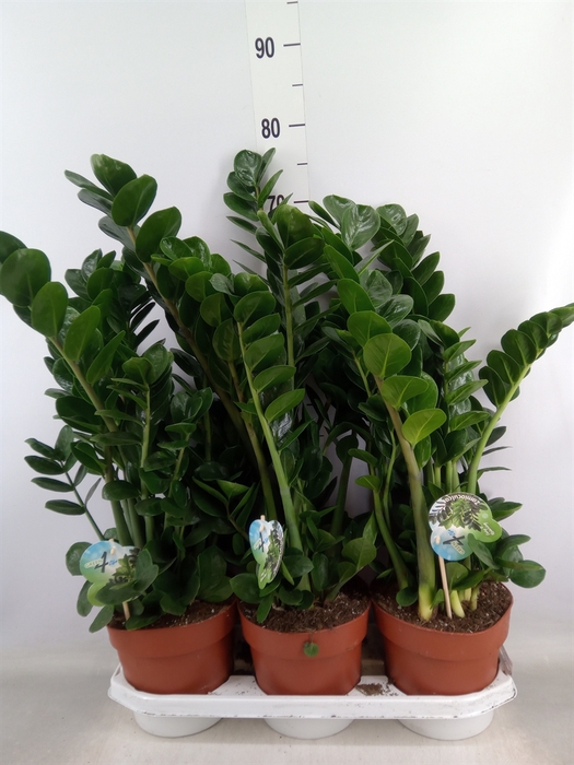 <h4>Zamioculcas zamiifolia 'Midori'</h4>