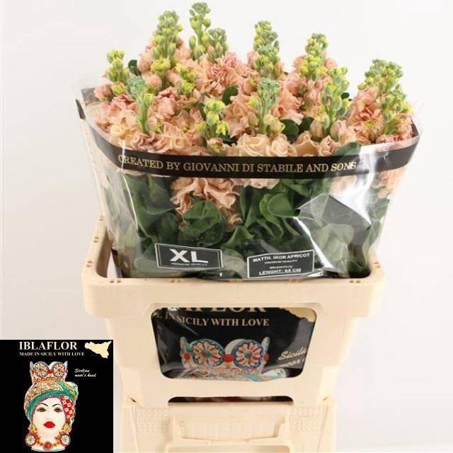 <h4>MATTH IRON APRICOT</h4>