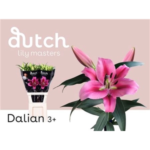 LI OT DALIAN 3