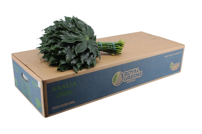 <h4>Aralia Medium</h4>