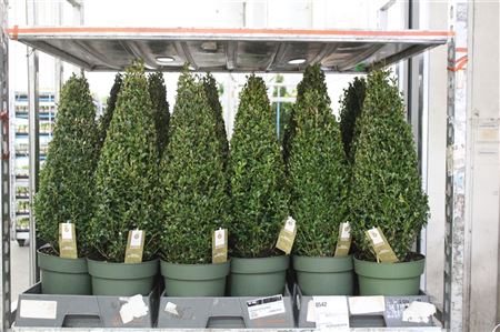 <h4>Buxu Sempervirens</h4>