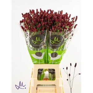 Sanguisorba Of Red Dream