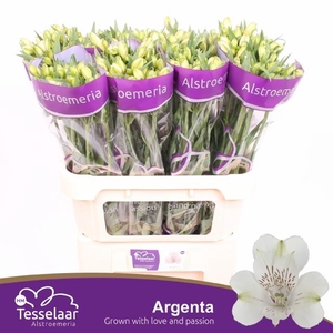 ALSTR ARGENTA