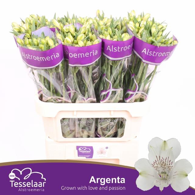 ALSTR ARGENTA