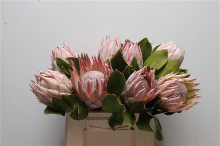 <h4>Protea Cynaroides</h4>