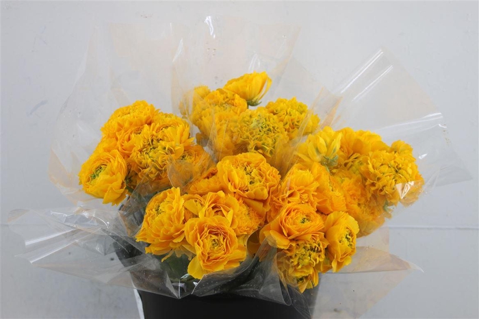 <h4>Ran Pon Pon Luna</h4>