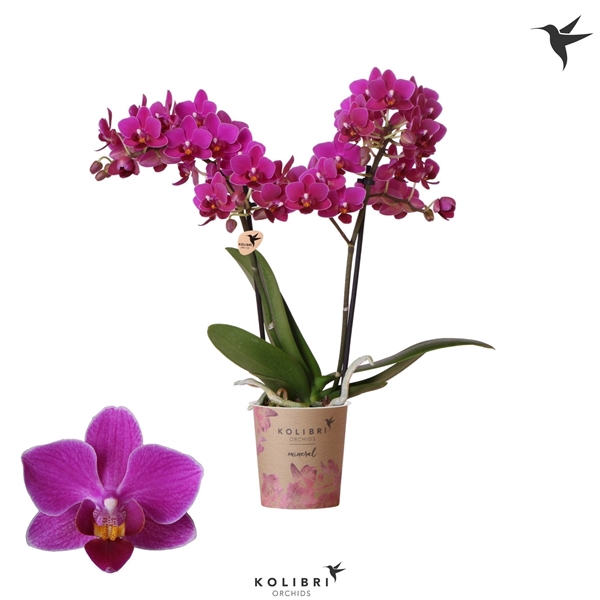 <h4>Phalaenopsis Multifloratypes Floriclone Camino Royale</h4>