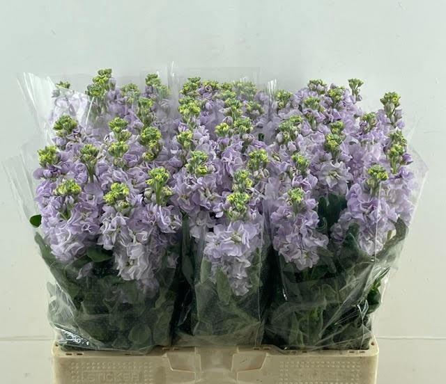 <h4>MATTH IRON MARINE</h4>