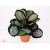 Calathea Rosepicta Rosy