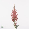 Astilbe vision in pink