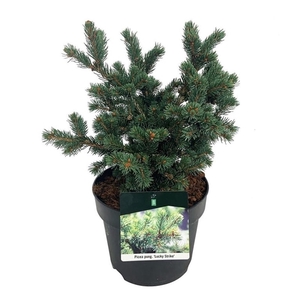 Picea pung. 'Lucky Strike'