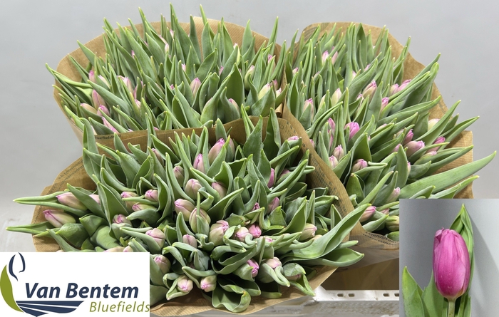 <h4>TU EN PINK FLAG</h4>