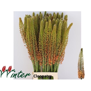 EREMURUS CLEOPATRA