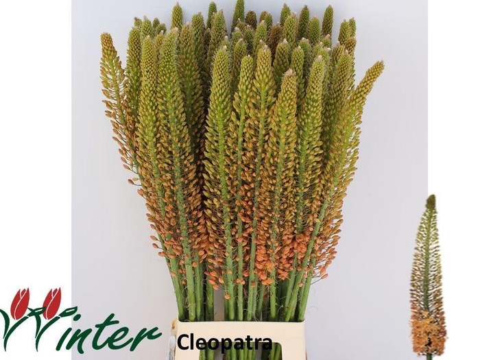 <h4>EREMURUS CLEOPATRA</h4>