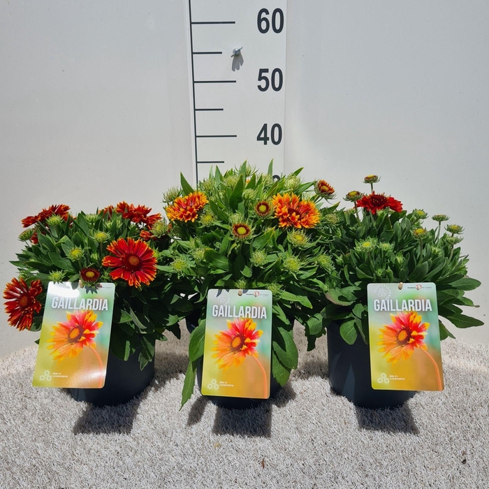 <h4>Gaillardia Mix P19</h4>