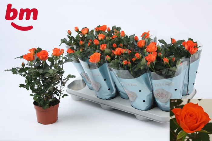 <h4>RO ORANGE JEWEL</h4>