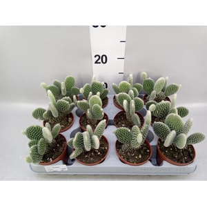 Opuntia microdasys 'Albispina'