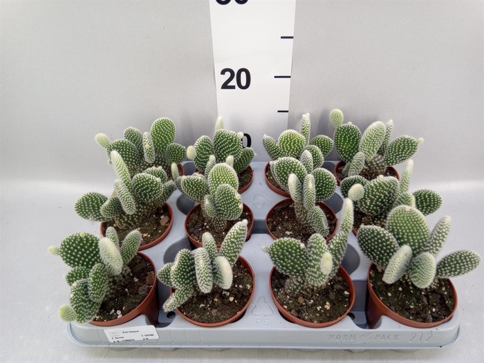 <h4>Opuntia microdasys 'Albispina'</h4>