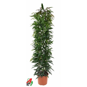 Ficus  Bin Alii King