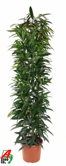 <h4>Ficus  Bin Alii King</h4>