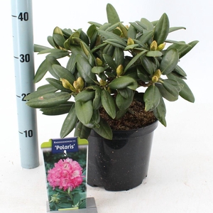 Rhododendron (Y) 'Polaris'