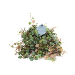 Peperomia  'Pepperspot'