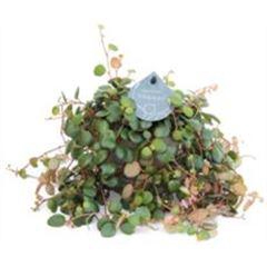 <h4>Peperomia 'Pepperspot'</h4>