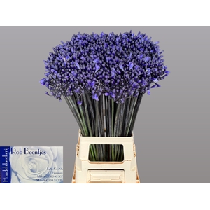 Agapanthus Intermedius Beentjes