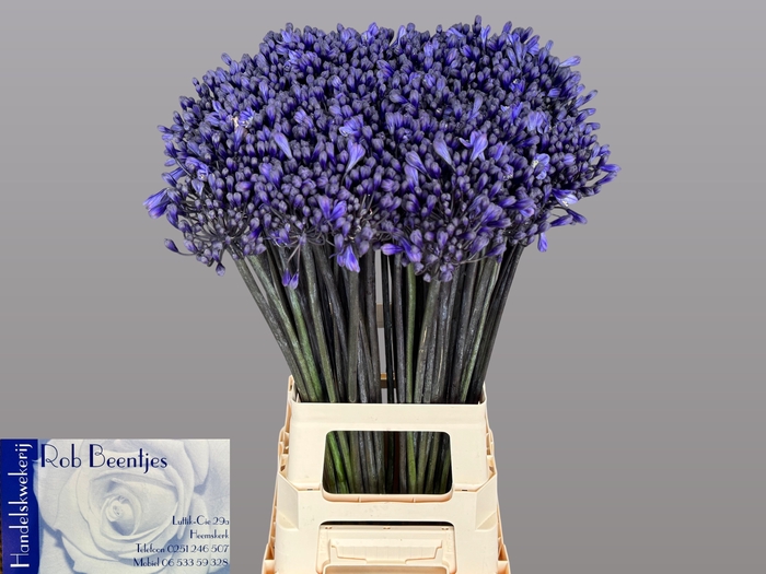 <h4>Agapanthus Intermedius Beentjes</h4>