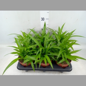 Chlorophytum com. 'Lemon'