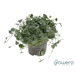 DICHONDRA ARGENTEA P10.5