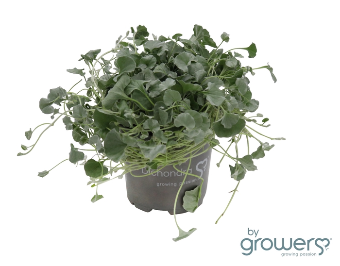 <h4>DICHONDRA ARGENTEA P10.5</h4>