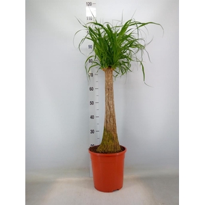 Beaucarnea recurvata