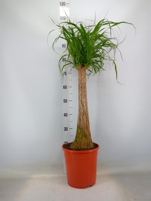 <h4>Beaucarnea recurvata</h4>