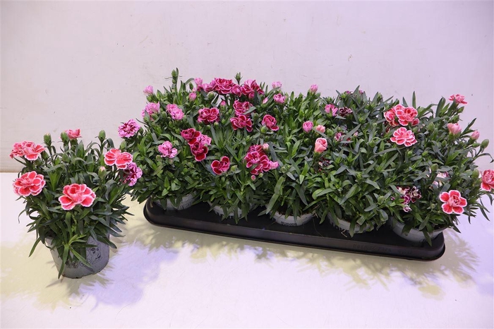 <h4>arr8 Dian Osc Gem</h4>