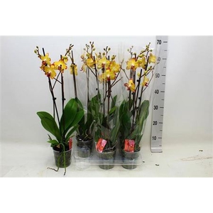 Phal F Papagayo 2 Branches 18+