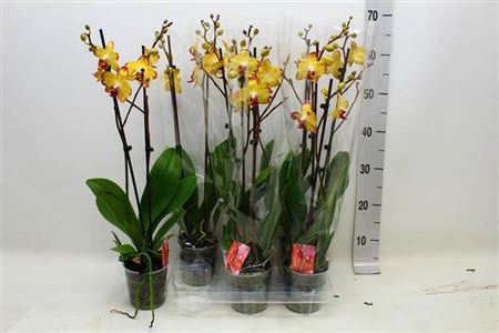 <h4>Phal F Papagayo 2 Branches 18+</h4>