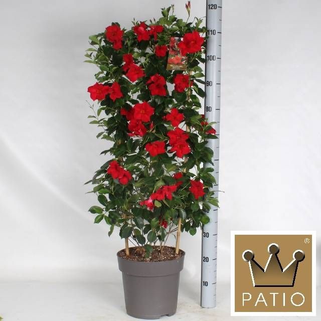 <h4>MANDE SUN VELVET RED</h4>