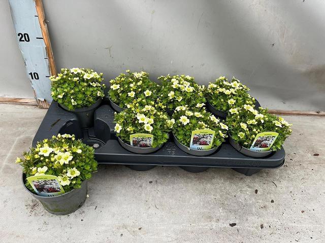 <h4>SAXIF AR TOUR WHITE</h4>